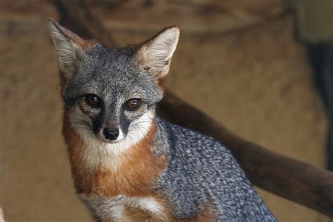 island fox personality